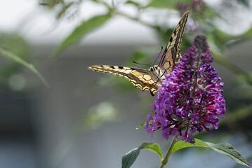 Old World Swallowtail or common yellow swallowtail (Papilio machaon) sitting on summer lilac in Zurich, Switzerland