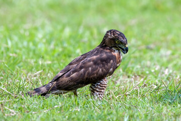 Close-up of a crested hawk eagle against a green background, Crested hawk eagle catching a prey