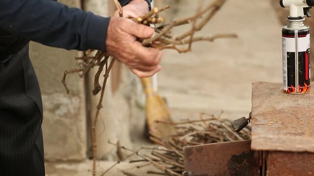 A close-up of an elderly man's hands collecting dry vine branches for kindling. He prepares to light a rusty outdoor stove using a gas torch lighter.