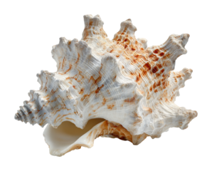 Beautiful sea shell display coastal beach nature calm isolated on transparent background