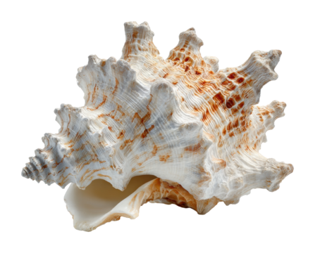 Beautiful sea shell display coastal beach nature calm isolated on transparent background
