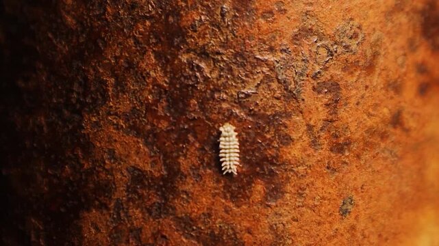 Mealybug destroyer larva (Cryptolaemus montrouzieri, beetle), crawling on a rusty iron post between grapevines while searching vine mealybugs (Planococcus ficus). Ideal for biocontrol and agricultural
