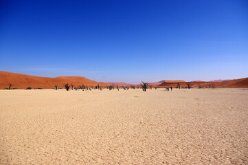 Désert de Sossusvlei, Dead Vlei, Namibie