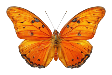 Captivating orange butterfly nature insect view isolated on transparent background