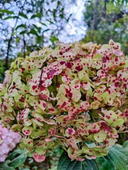 Hydrangea flowers showing spots in peru garden
