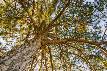 Upward view of a tall pine tree with textured bark and sunlit branches spreading across a clear blue autumn sky