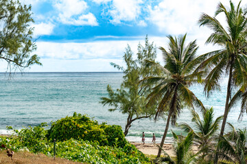 Fototapeta premium Barbados - Paisaje