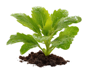Growing fresh lettuce in home gardens urban environment isolated on transparent background