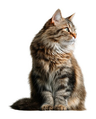 Elegant tabby cat portrait animal isolated on transparent background