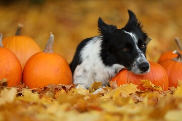Cute Border Collie dog and pumpkins in autumn park