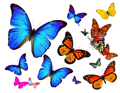 Collection of assorted colorful butterfly species against a stark, black background