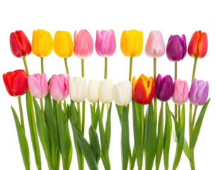 A vibrant, close-up shot showcasing a colorful collection of tulips against a black backdrop
