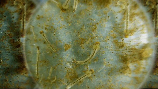 Close-up 4K Footage of Mosquitoes and Larvae in Stagnant Water, Dengue and Malaria Disease Concept
