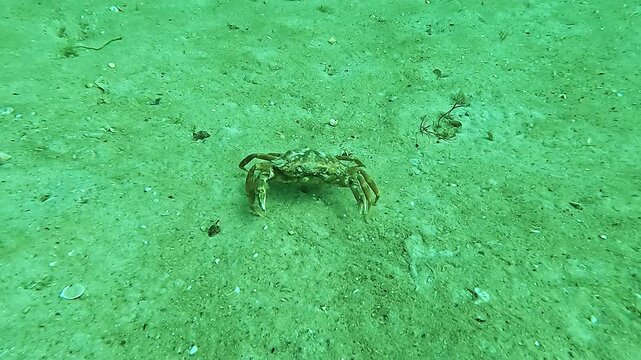a crab is walking on the bottom of the sea
