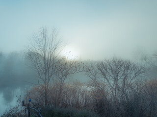 Misty Morning by the River