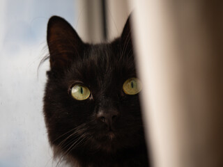 Black cat sitting in window from behind curtain close up portrait