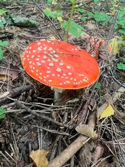 Poisonous mushroom fly agaric grows in the forest