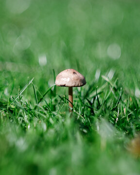 Fungo