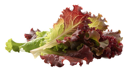 Fresh red leaf lettuce salad ingredient for healthy eating and vegan diet recipes and meal preparation ideas