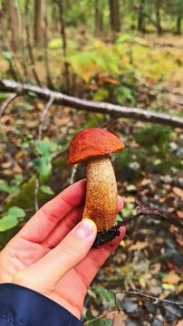 Red-capped bolete mushroom in forest