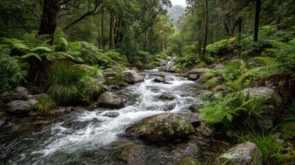 Fototapeta premium Serene Stream Flowing Through Lush Green Forest Surrounded by Rocky Landscape and Vibrant Ferns in Tranquil Nature Setting