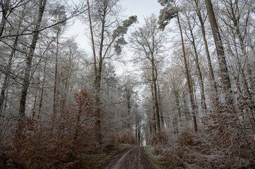Lonely field path in the forest with hoarfrost on the trees on a cold winter day
