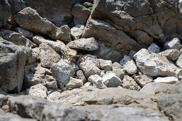 A crab between grey rocks