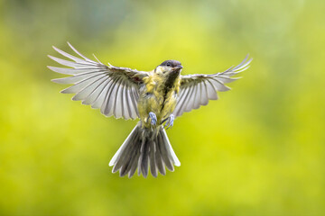 Bird in flight on bright green background crop