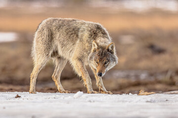 Eurasian Wolf marching in snow landscape