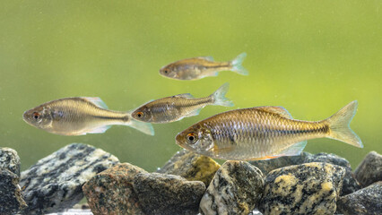 European bitterling shoal natural environment