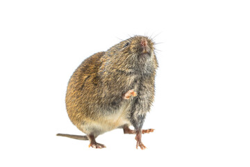 Field vole standing on hind leg on white background