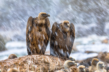 Griffon vulture couple perched on rock
