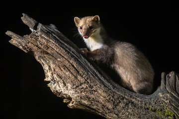 Stone marten on tree trunk