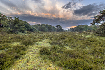 Sunrise over flowering heathland Dwingelderveld Netherlands