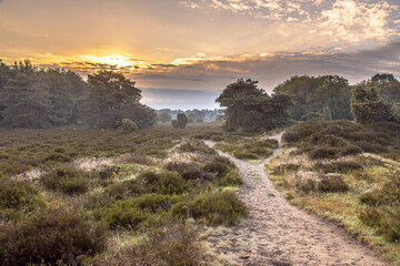 Sunrise over flowering heathland Dwingelderveld Netherlands