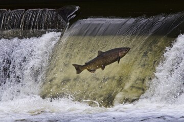 Fototapeta premium Salmon jumping over a waterfall