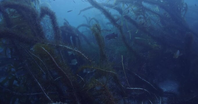 Many species of fish swimming around in feather boa kelp.