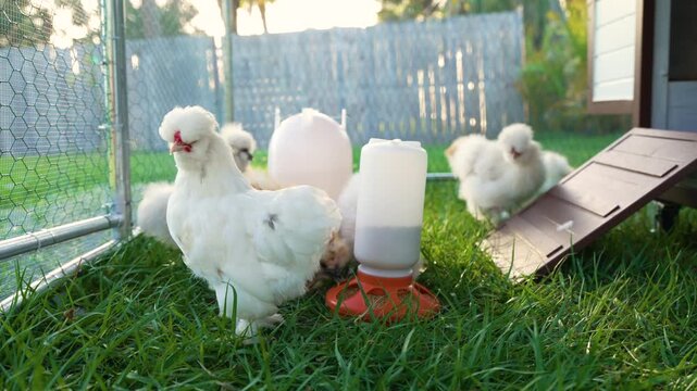 Domestic chicken in small backyard chicken coop. Silkie chicks sustainably raised in free range conditions