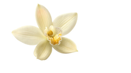 Obraz premium Stock photo of vanilla flower blossom bloom isolated on black background floral botanical plant