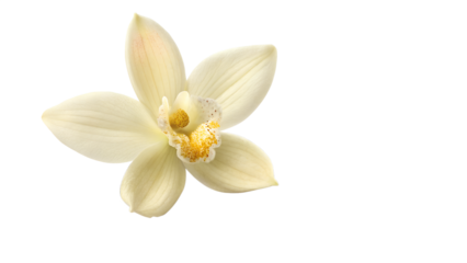 Stock photo of vanilla flower blossom bloom isolated on black background floral botanical plant