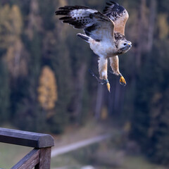 Photowalk - Hohenwerfen Castle - Falconry Austria - October 30, 2025