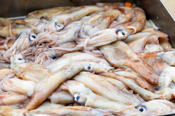 Close up of freshly caught squids on market tray, Portugal, Ovar – Furadouro, 9.10.2025