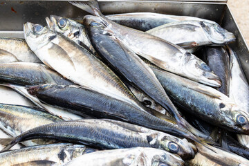 Fresh mackerel displayed on fish market stall, Portugal, Ovar – Furadouro, 9.10.2025
