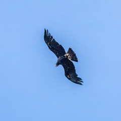 Photowalk - Hohenwerfen Castle - Falconry Austria - October 30, 2025