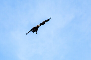 Photowalk - Hohenwerfen Castle - Falconry Austria - October 30, 2025