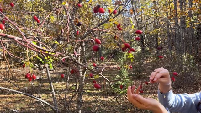Traditional dog rose (Rosa canina) harvest on a forest path under the autumn sun. The red, ripe fruits are picked by hand.