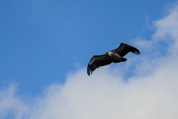 Photowalk - Hohenwerfen Castle - Falconry Austria - October 30, 2025