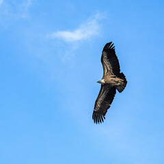 Photowalk - Hohenwerfen Castle - Falconry Austria - October 30, 2025