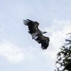 Photowalk - Hohenwerfen Castle - Falconry Austria - October 30, 2025
