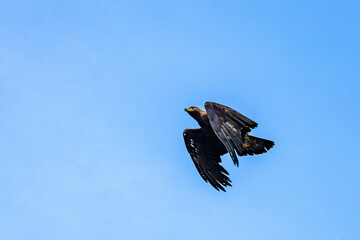 Photowalk - Hohenwerfen Castle - Falconry Austria - October 30, 2025